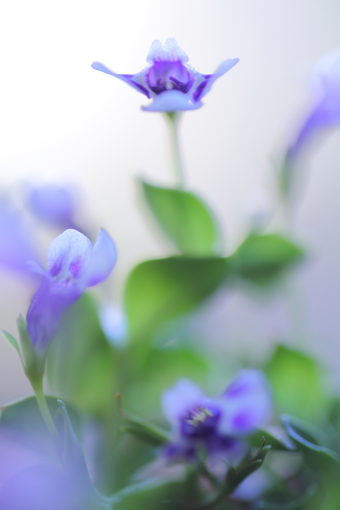 天使の涙