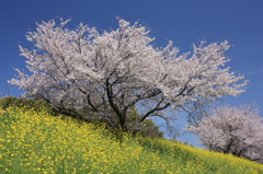 桜と菜の花