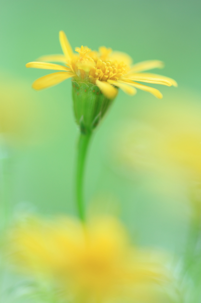 雛菊