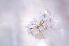 春光と枝垂れ桜