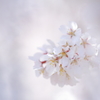 春光と枝垂れ桜