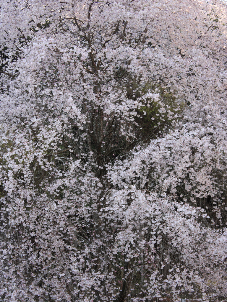 吹雪の様に