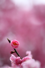 梅花の空を見上げて