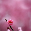 梅花の空を見上げて