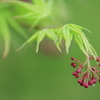 楓の花