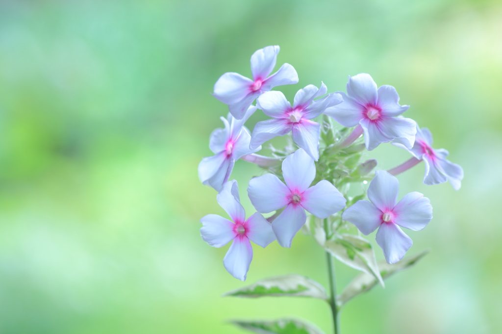 花魁草