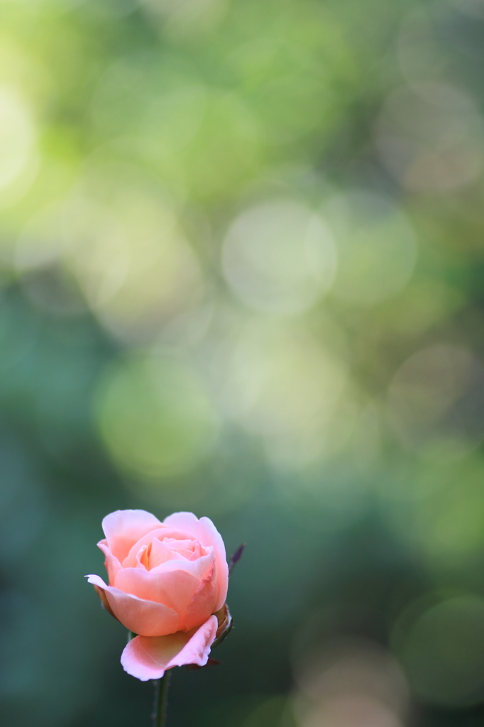 真夏に咲く薔薇