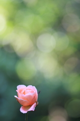 真夏に咲く薔薇