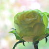 Green rose