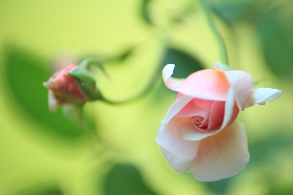 蔓薔薇の葉