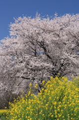 春色スケッチ