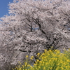春色スケッチ