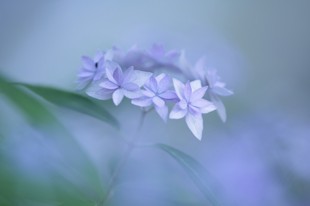 MISTY BLUE