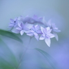 MISTY BLUE