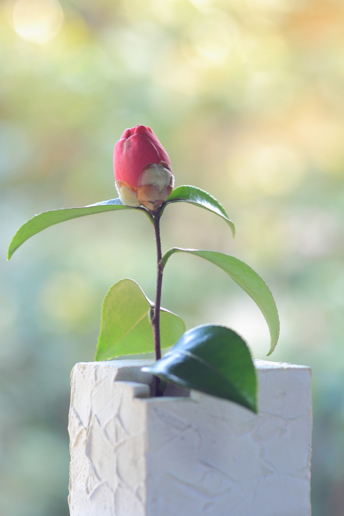 山茶花一輪