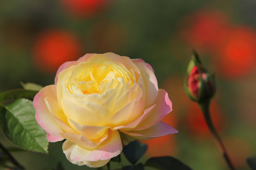 花フェスタ記念公園③