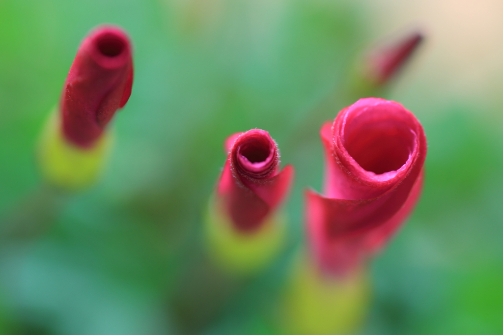 蕾、そして開花へ