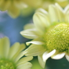 autumn yellow