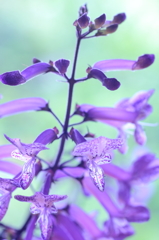 purple spot