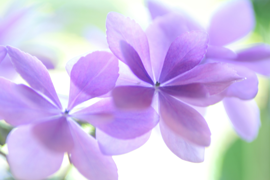 花舞