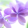 花舞