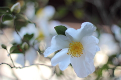 街角の山茶花