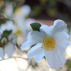 街角の山茶花