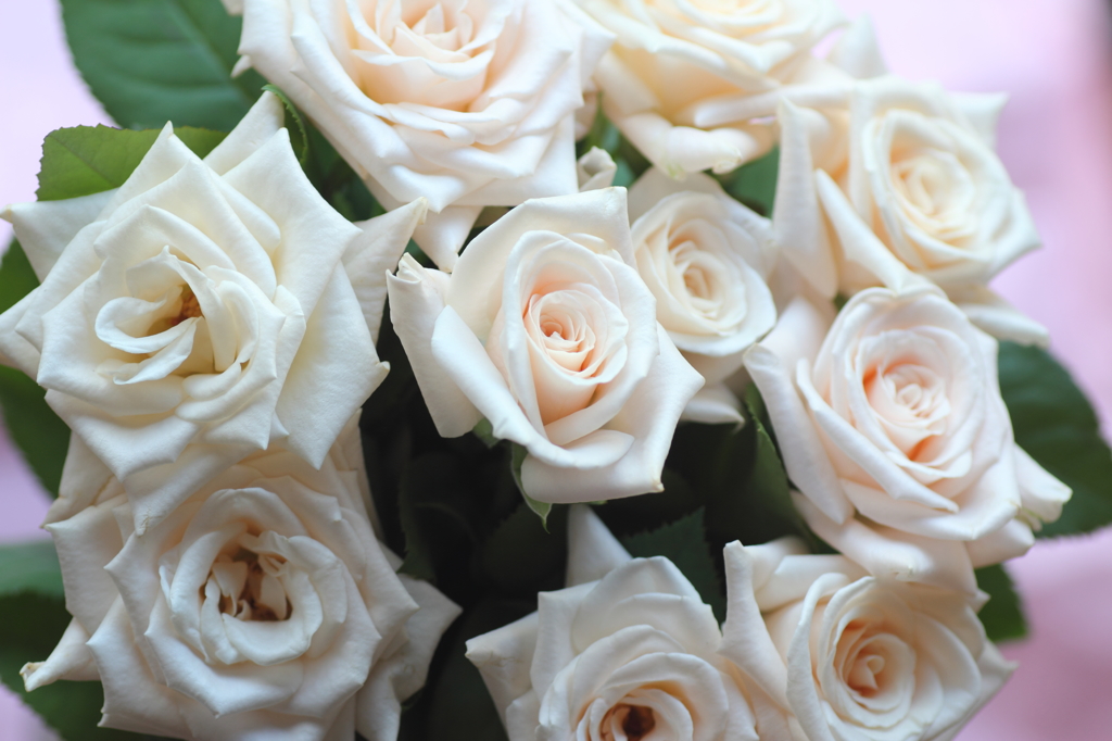薔薇の町から