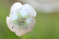 花開く時