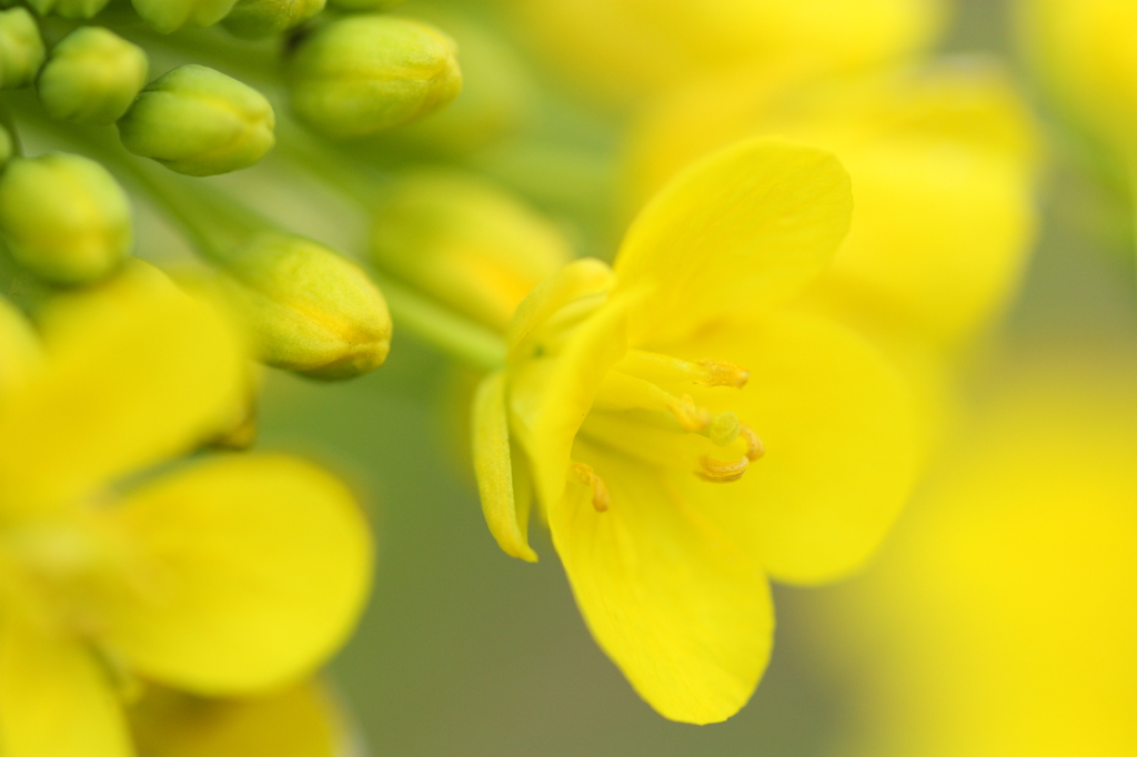 菜の花