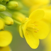 菜の花