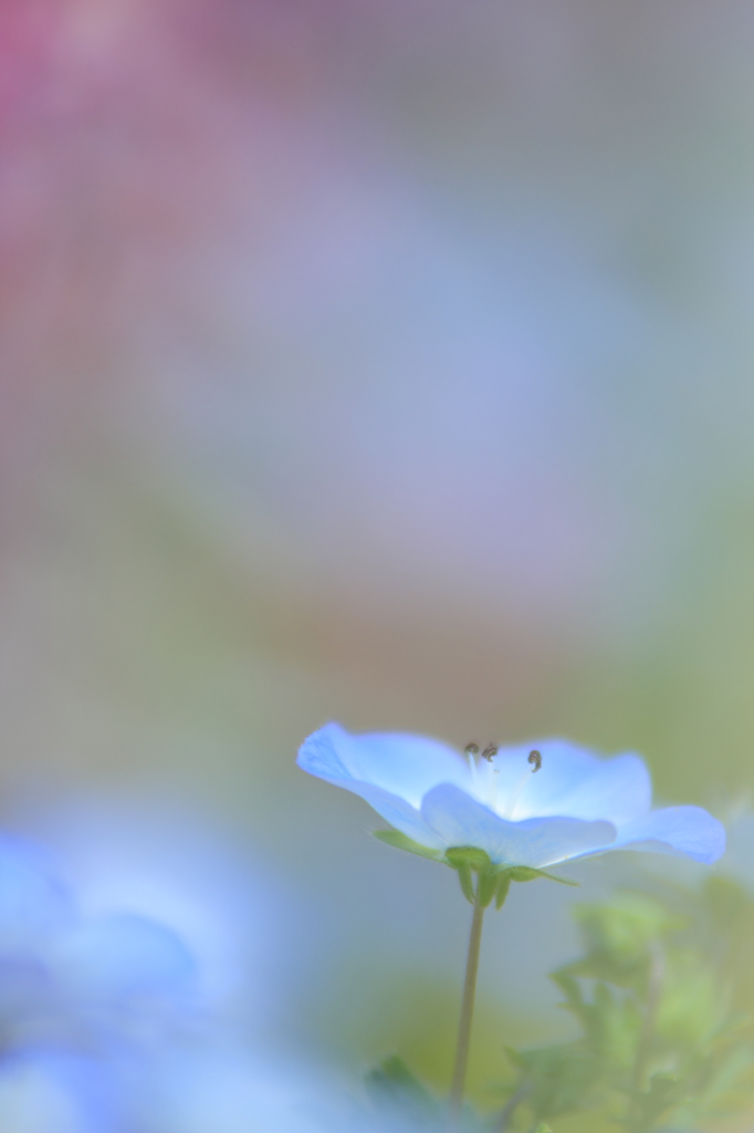 陽霞