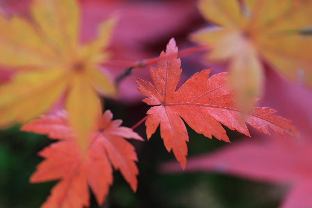 頑張れ子供紅葉