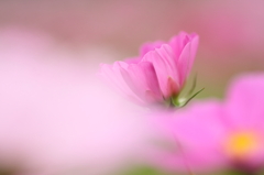 花雲