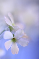 ふわり・さくら草