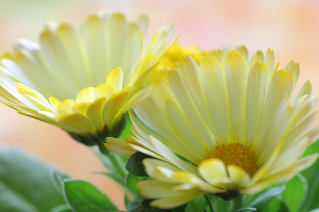 長春花