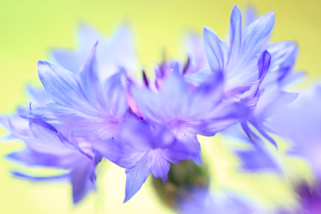 shining blue