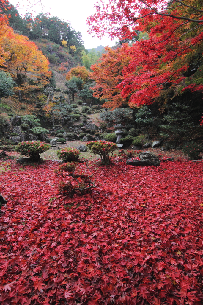 晩秋の紅