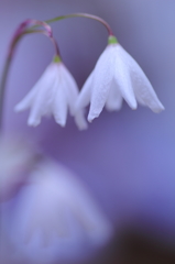 Autumn  flowering