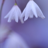 Autumn  flowering