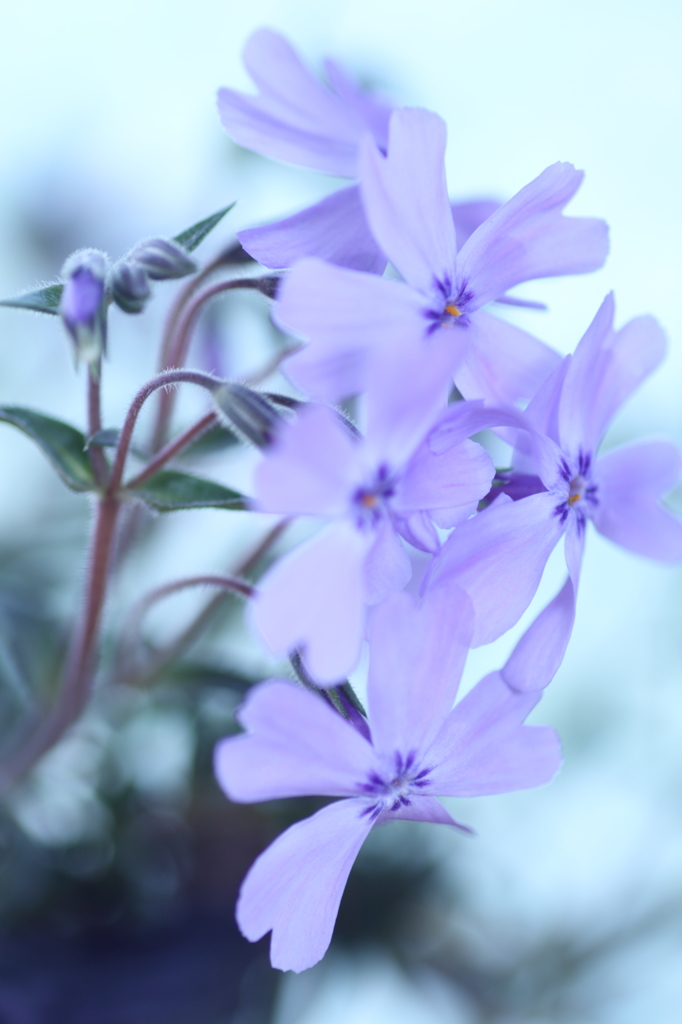 薄藤