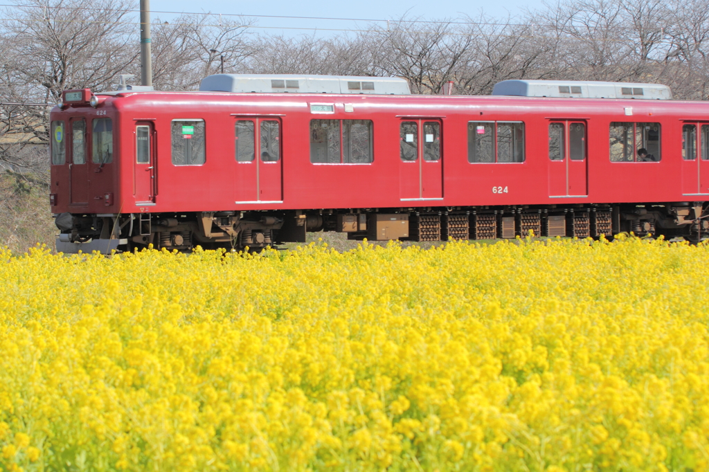 菜の花電車