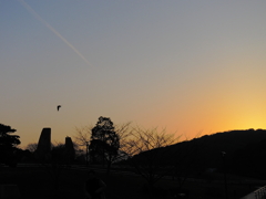 夕焼けと飛行機雲（とカラス）。