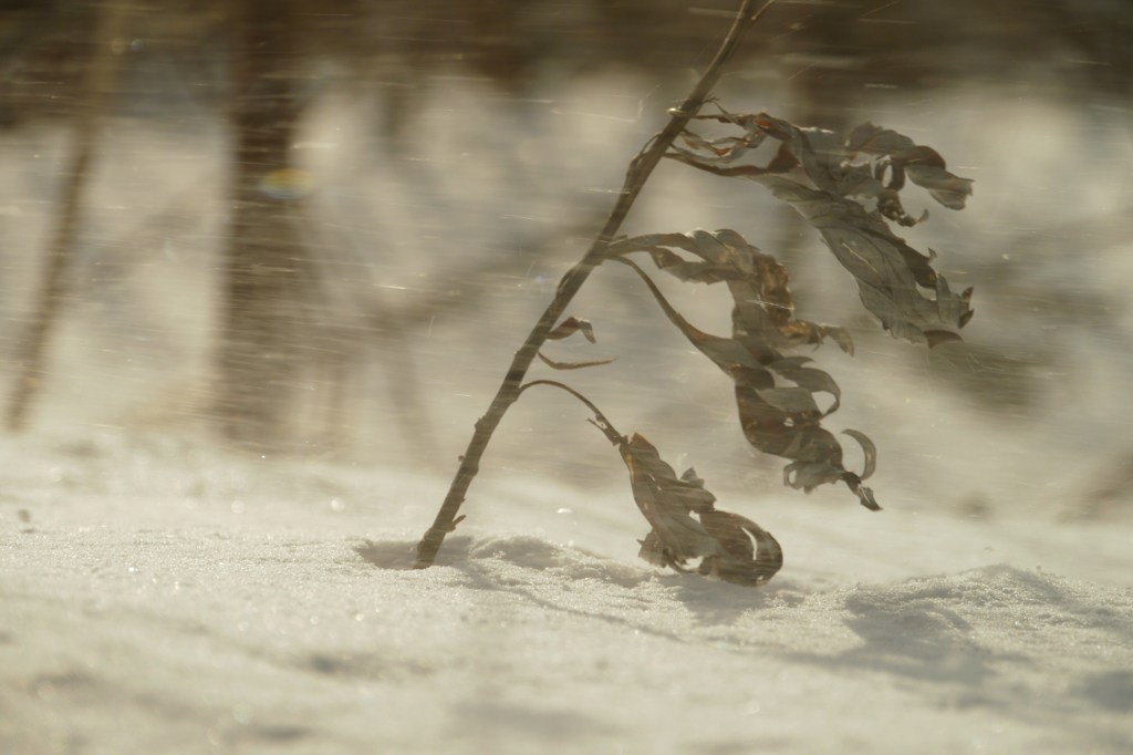 吹雪の中、凛として。