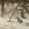 吹雪の中、凛として。