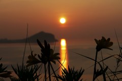 利尻の夕日と、エゾカンゾウ