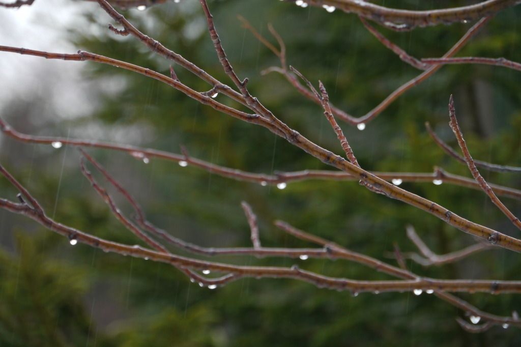 春の雫・・・こぼれ落ちるもの。