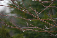春の雫・・・こぼれ落ちるもの。