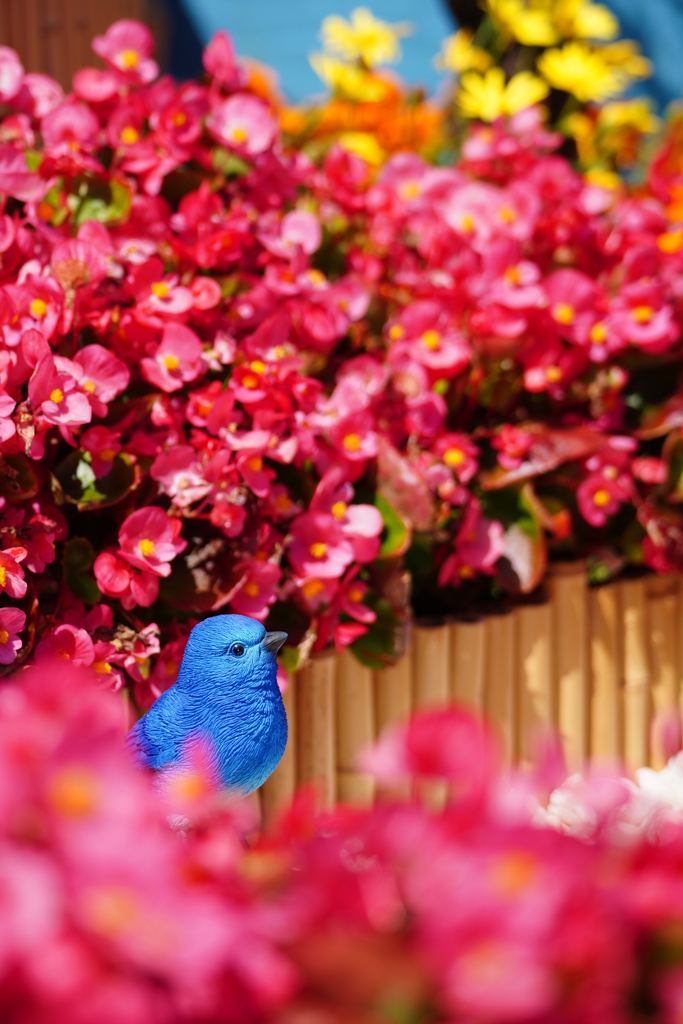 幸せの鳥？