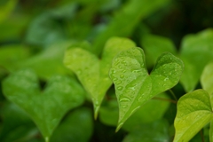 梅雨